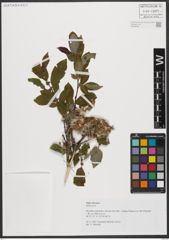 Foto von Salix silesiaca Willd.